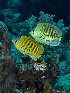A beautiful pair of Spot-Banded Butterflyfish in Tulamben... by Norm Vexler 